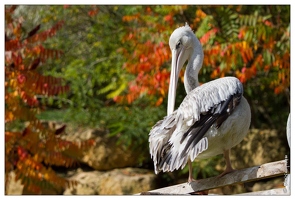 20101008-12 8891-Au zoo Amneville pelican