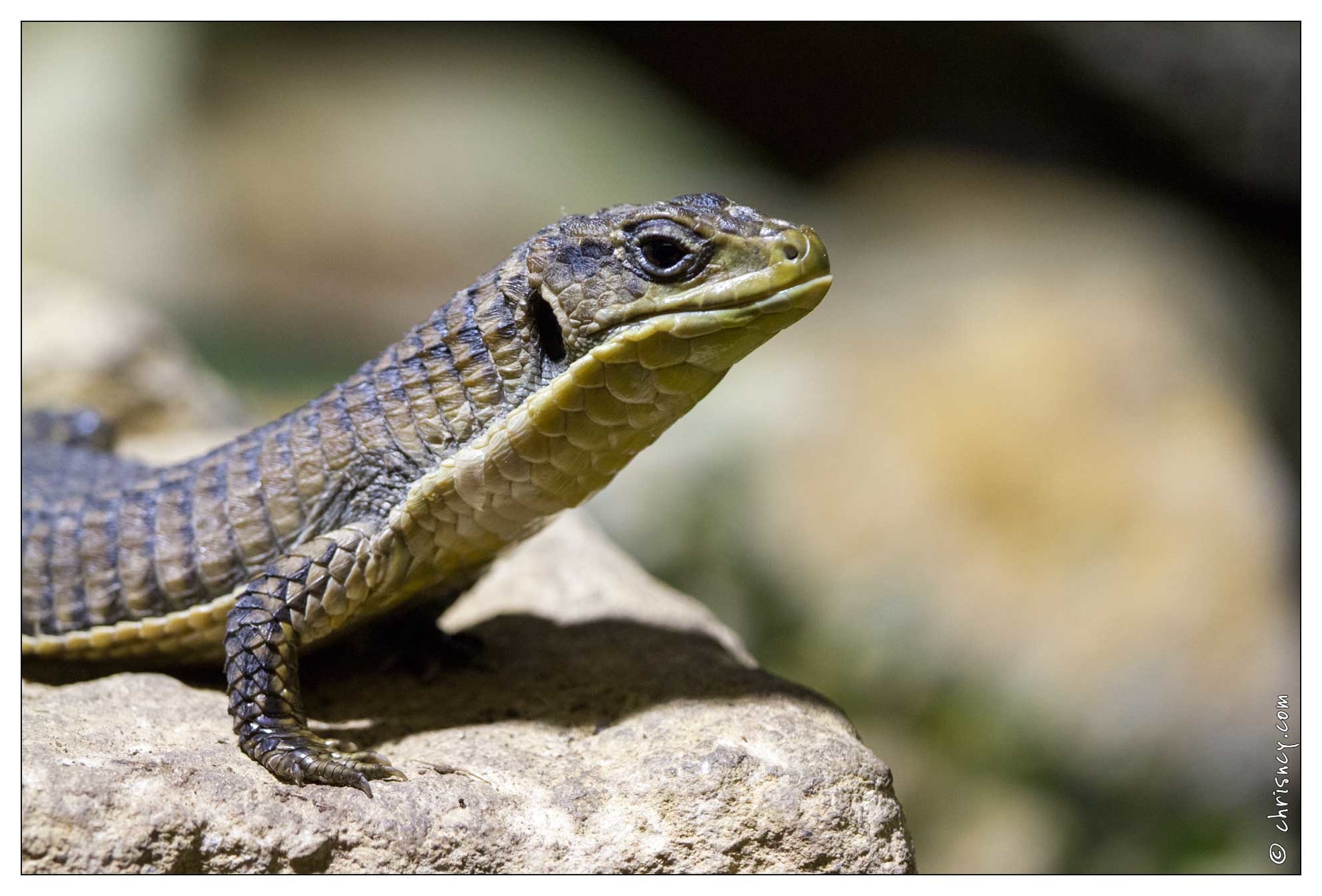 20101008-16_8950-Au_zoo_Amneville_lezard_plaque.jpg