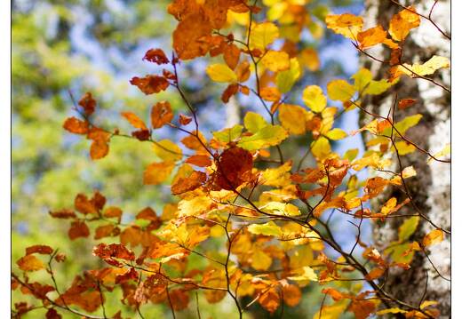 20101010-21 9283-Lac de Blanchemer
