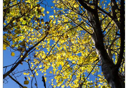 20101010-42 9622-La Piquante Pierre