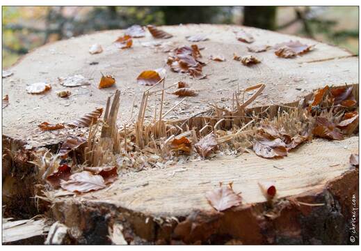 20101010-50 9477-Lispach