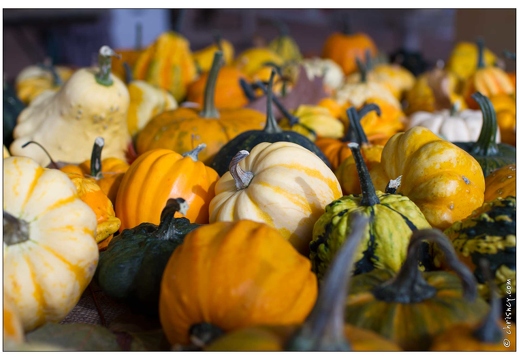 Fete cucurbitacées La Bresse 2010