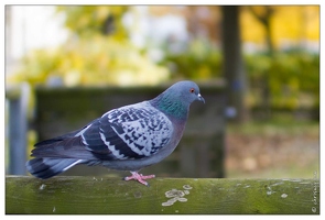 20101031-0635-Pigeon