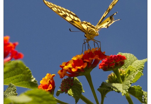 20120913-016 6422-Corse papillon Machaon