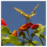 20120913-016 6422-Corse papillon Machaon