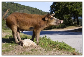 20120917-062 6871-Corse cochon