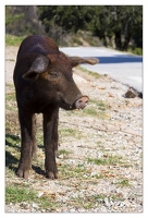 20120917-063 6868-Corse cochon