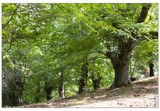 20120918-033 7134-Corse Au col de Cricheto chataigneraie