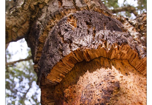 20120920-044 7166-Chene liege