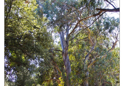 20120921-050 7283-Corse Eucalyptus