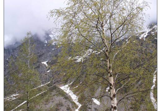 20060507-24 1346-drac blanc de champoleon