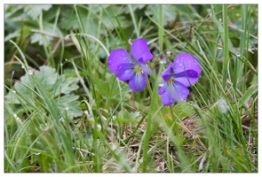 20060510-27 1715-Jonquilles