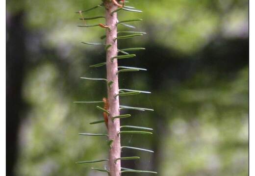 20060512-07 2213-jeune sapin