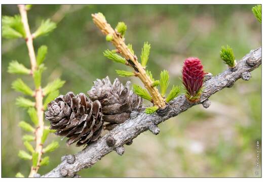 20060512-50 2341-pommes de pin
