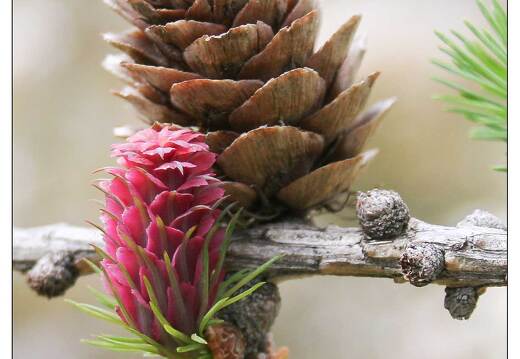 20060512-49 2346-pommes de pin