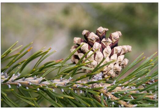20060512-52 2355-pommes de pin