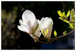 20110402-3366-Magnolia