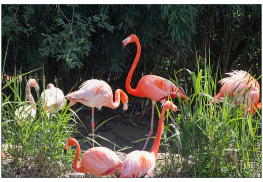 Villars les Dombes Parc aux oiseaux 2011