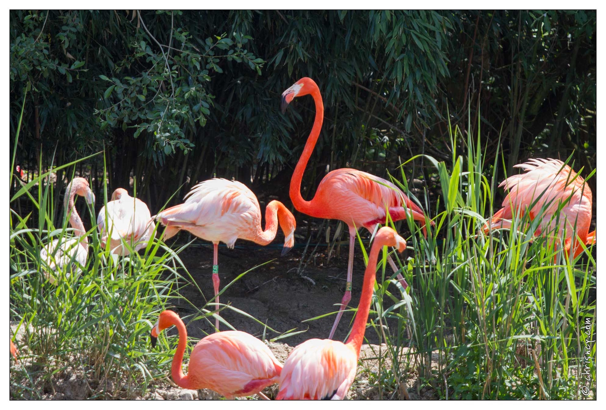20110501-3787-Flamants roses de Cuba - 20110501-3787-Flamants_roses_de_Cuba.jpg 20110501-3787-Flamants_roses_de_Cuba.jpg
