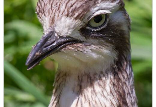 20110501-3788-oedicneme bride