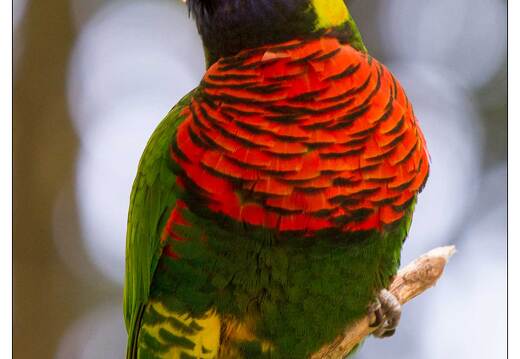 20110501-3795-Perroquet