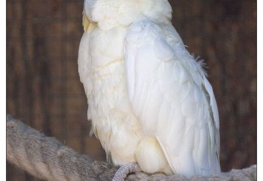 20110501-3801-Cacatoes Philippines