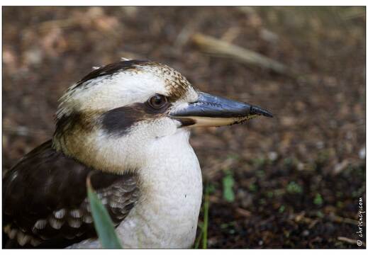 20110501-3803-Martin chasseur