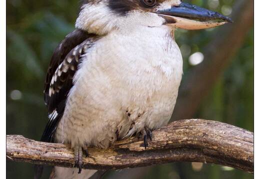 20110501-3809-Martin chasseur