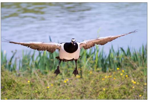 20110501-3865-Oie bernache