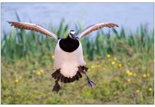 20110501-3866-Oie bernache