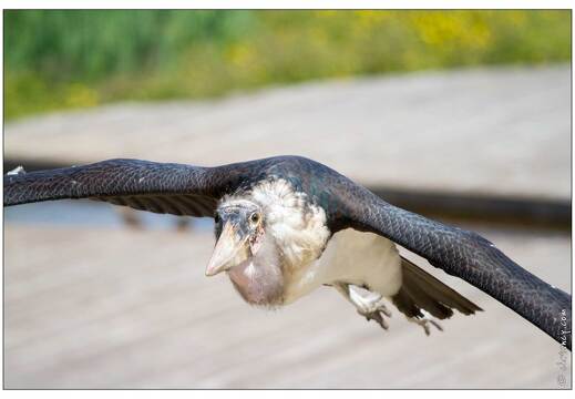 20110501-3870-Marabout