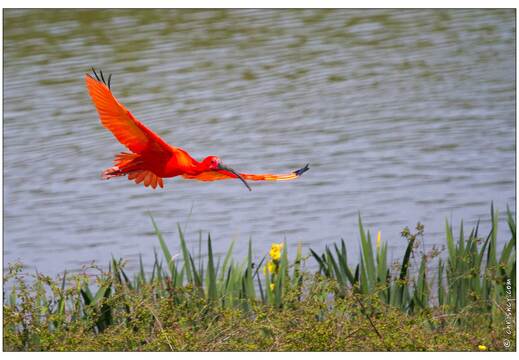 20110501-3891-Ibis rouge