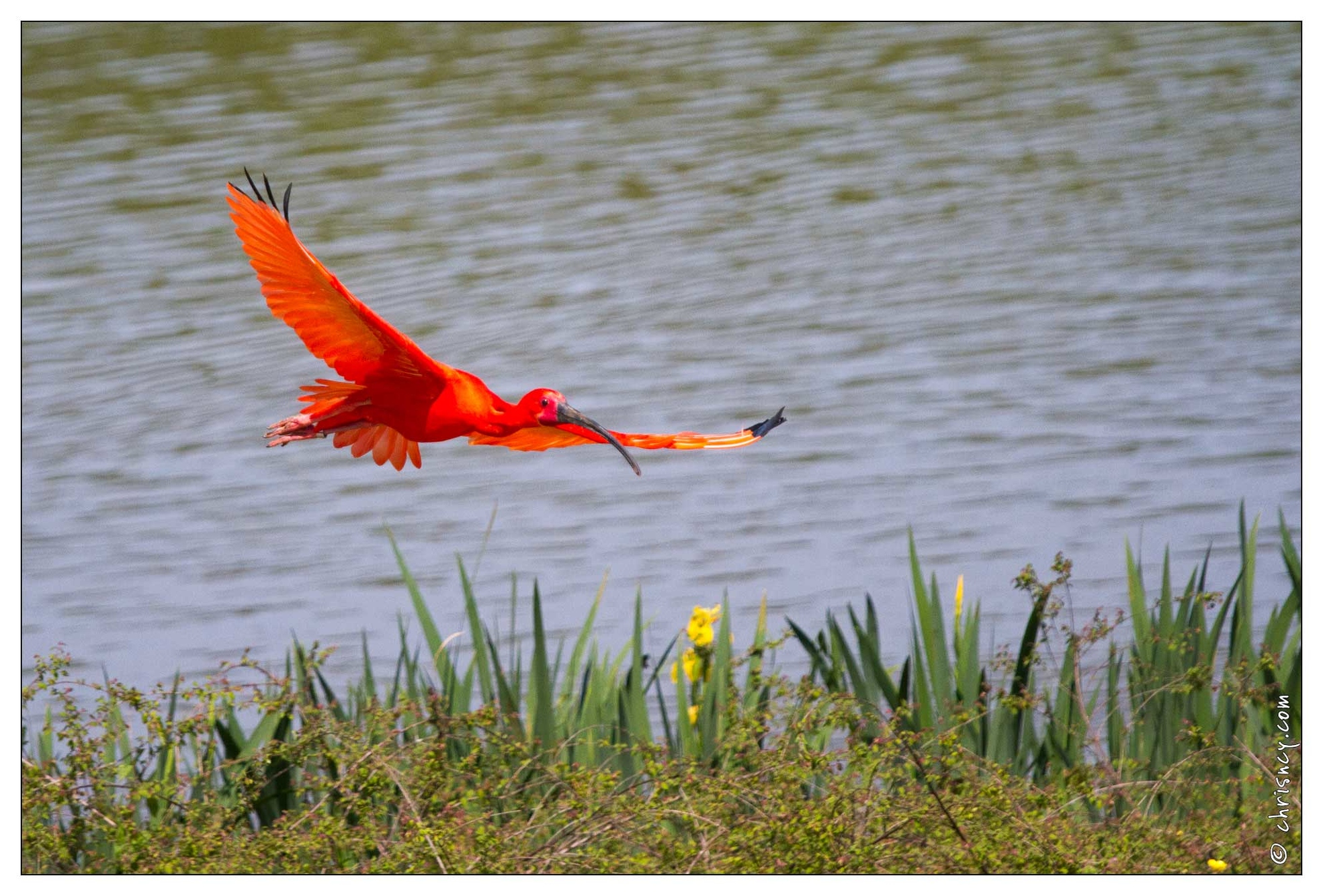 20110501-3891-Ibis rouge - 20110501-3891-Ibis_rouge.jpg 20110501-3891-Ibis_rouge.jpg