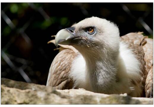 20110501-3911-Vautour fauve