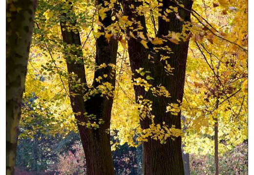20111101-7976-Automne pepiniere nancy