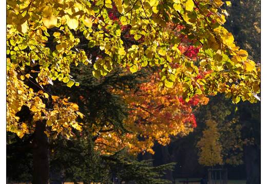 20111101-7982-Automne pepiniere nancy