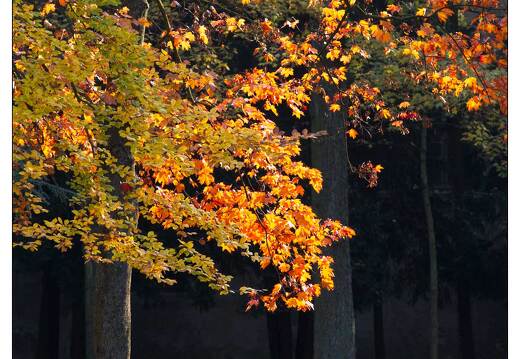 20111101-8018-Automne pepiniere nancy