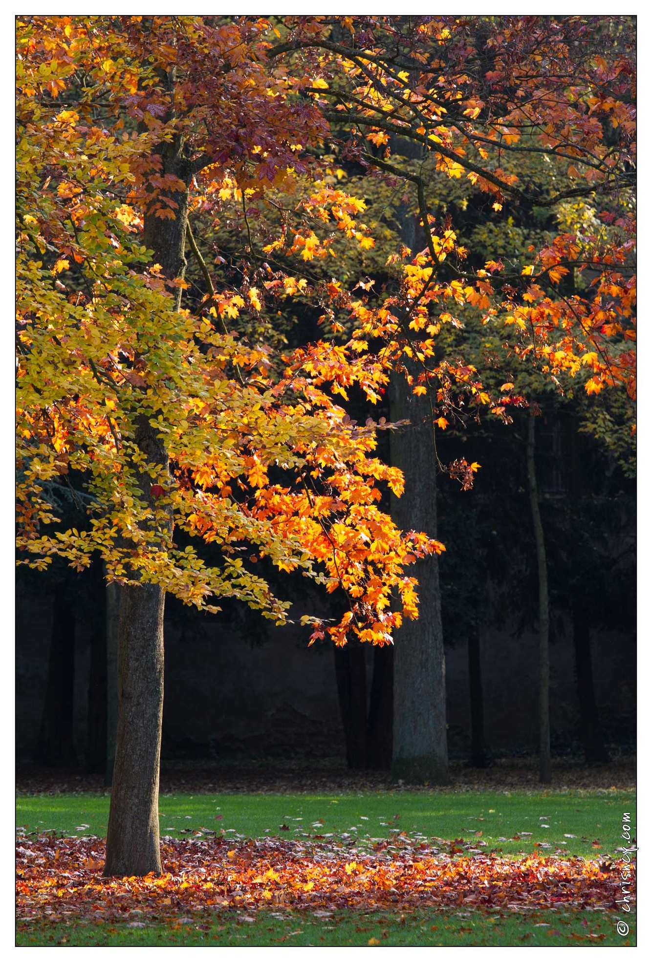 20111101-8018-Automne_pepiniere_nancy.jpg