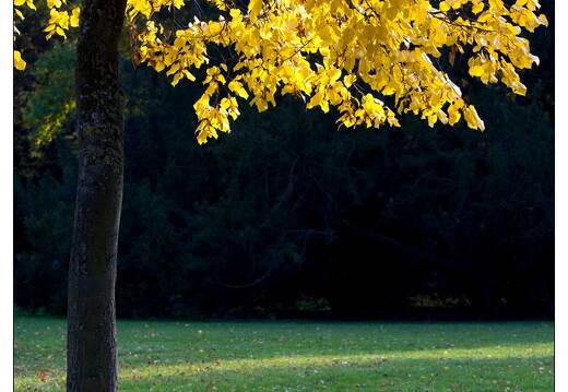 20111101-8021-Automne pepiniere nancy