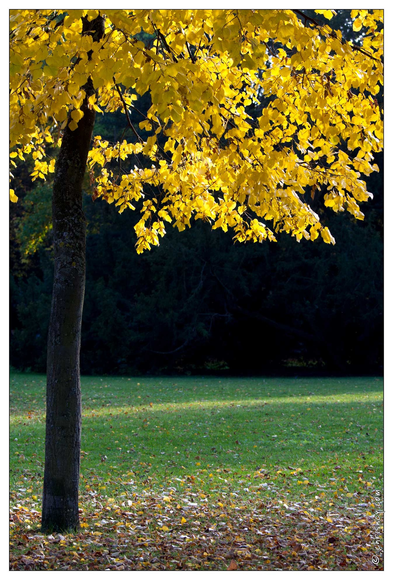 20111101-8021-Automne_pepiniere_nancy.jpg