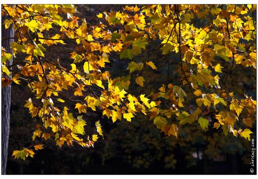 20111101-8027-Automne pepiniere nancy