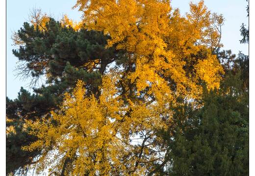 20111112-8288-Au jardin Godron