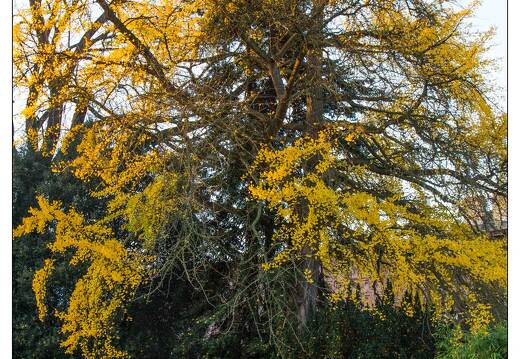 20111112-8302-Au jardin Godron