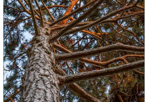 20111112-8310-Au jardin Godron