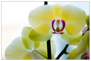 20120212-8457-Orchidee 