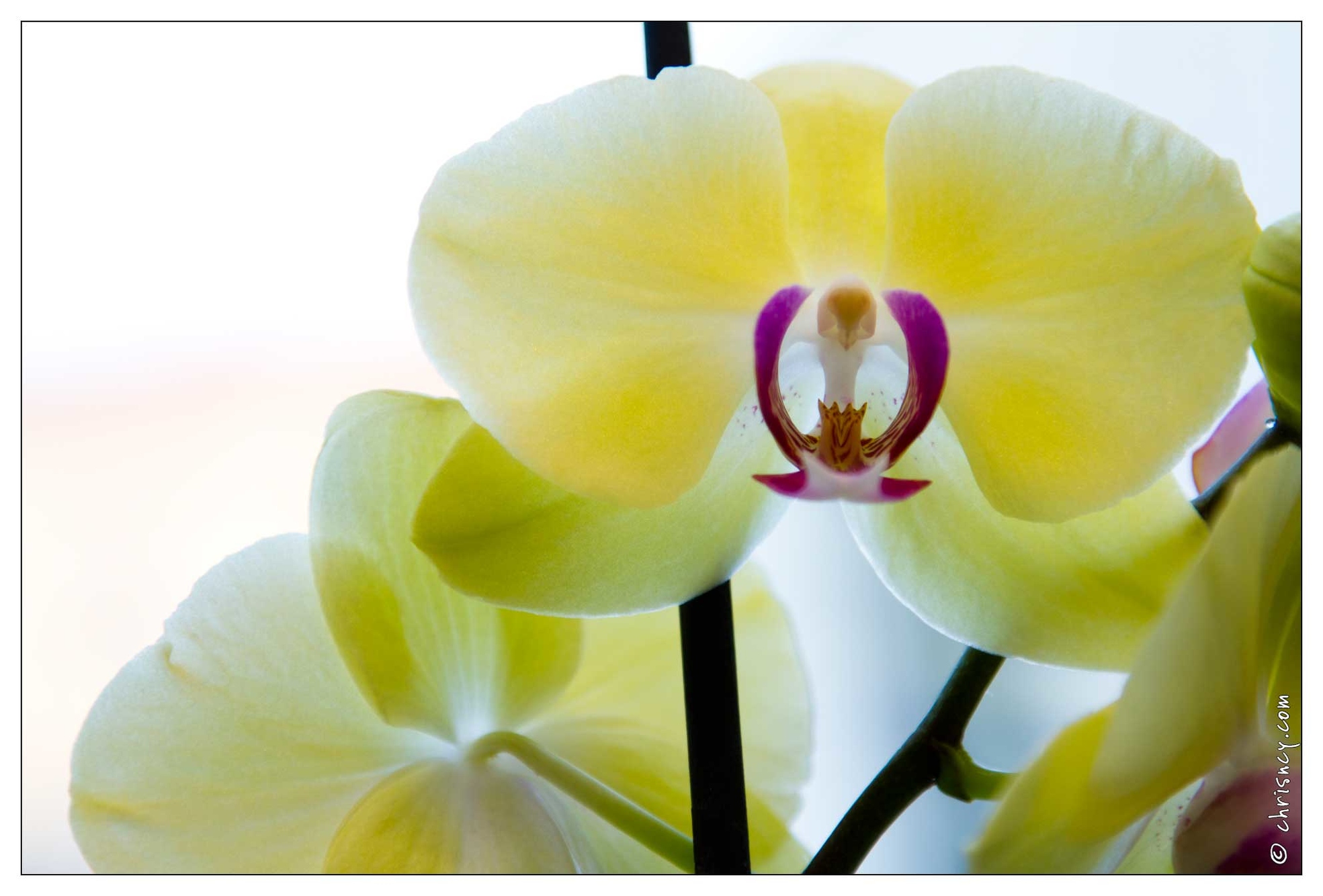 20120212-8457-Orchidee_.jpg