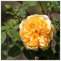 20130619-8381-Jardins de Callunes Rose