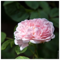 20130619-8382-Jardins de Callunes Rose