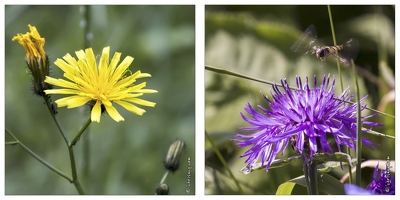 20130720-9999-Eperviere raiponce