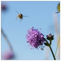 20120818-11 5772-Succise des pres insecte w